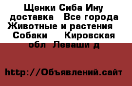 Щенки Сиба Ину доставка - Все города Животные и растения » Собаки   . Кировская обл.,Леваши д.